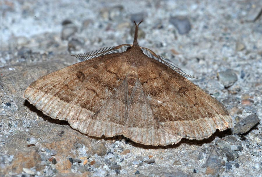 Noctuidae da confermare